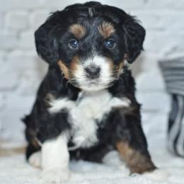 Clara - Tri-color female Bernedoodle puppy in Moulton, Iowa from Shondel Puppy Paws