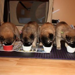 Belgian Tervuren Puppies from CoKo Belgian Tervuren