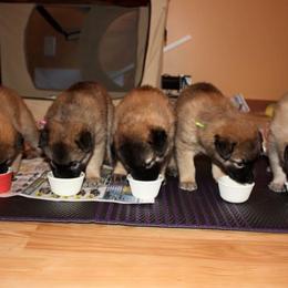 Belgian Tervuren Puppies from CoKo Belgian Tervuren