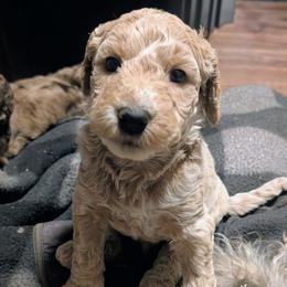 Draco - Fawn and white male Sheepadoodle puppy in Austin, Texas from Darling Doodles