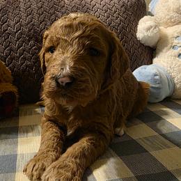 Topaz - Red  female Goldendoodle puppy in Freedom, New York from Samantha's Goldendoodles