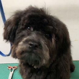Havanese and Whippet All Grown Up from Alerek whippets and Havanese