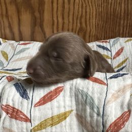 Fudge Ripple - Chocolate and cream male Dachshund puppy in Wolf Lake, Indiana from Canisteo Dachshunds