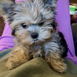 Shih Tzu and Yorkshire Terrier Puppies from For The LUV of Pups
