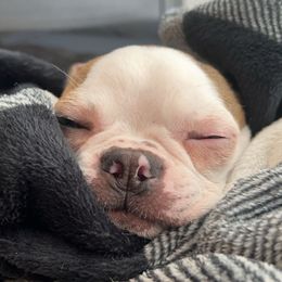 Tessa - Boston Terrier