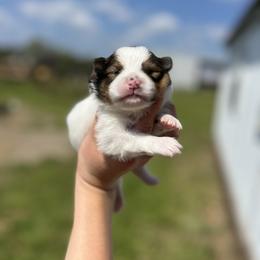 Kiara - Orange parti female Pomeranian puppy in Nashville, Arkansas from Cuddles n Curls