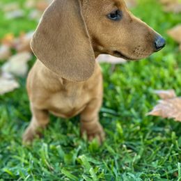 Dachshund puppies from DeLorenzo Dachshunds