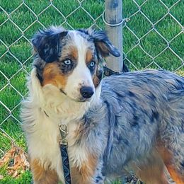 Delilah - Australian Shepherd