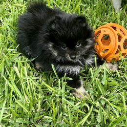 Pomeranian Puppies from Precious Paws Pomeranians