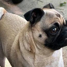 Pug All Grown Up from tamispets