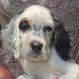 Donna 9 - Blue belton and tan (tri-color) female English Setter puppy in Morrice, Michigan from Wild Bird Setters
