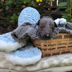 Biri (blue) - Slate male Xoloitzcuintli puppy in Atwater, California from Cen Cal Xoloitzcuintle
