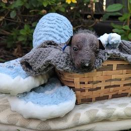 Biri (blue) - Slate male Xoloitzcuintli puppy in Atwater, California from Cen Cal Xoloitzcuintle