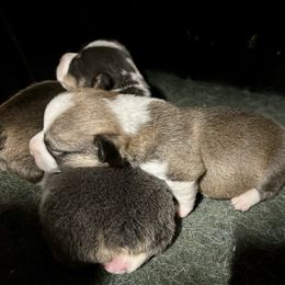 Elsa's sable boy - Sable male Pembroke Welsh Corgi puppy in Clinton, Tennessee from High Hopes Farm
