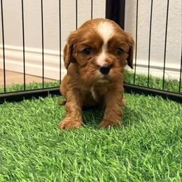 Collar black - Ruby male Cavalier King Charles Spaniel puppy in Texas from Meyer's Cavalier