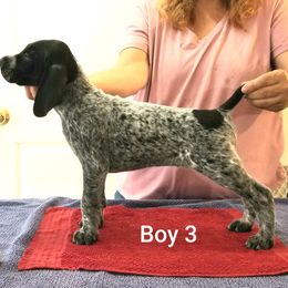 Boy 3 - German Shorthaired Pointer puppy from Kiroden German Shorthaired Pointers