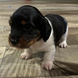 Memphis - Piebald male Dachshund puppy in Dobson, North Carolina from Oakleys Dachshund Haven
