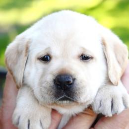 Cleo's Lavender - Yellow female Labrador Retriever puppy in Pasco, Washington from ROCK CREEK LABRADORS Pasco, WA
