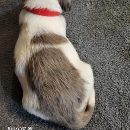 Dachshund Puppies from Weenies on the Lake