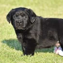 Labrador Retriever Puppies from Startop Labradors