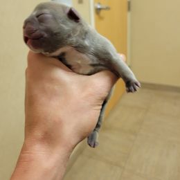 French Bulldog Puppies from Haas Frenchies LLC