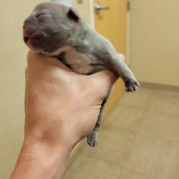 French Bulldog Puppies from Haas Frenchies LLC