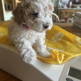 Cockapoo, Sheepadoodle, and Whoodle Puppies from Saddle Mountain Doodles