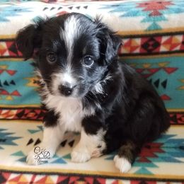Miniature Australian Shepherd and Toy Australian Shepherd Puppies from CKD DOUBLETREE AUSSIES