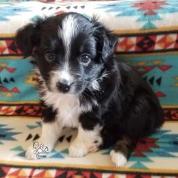 Miniature Australian Shepherd and Toy Australian Shepherd Puppies from CKD DOUBLETREE AUSSIES