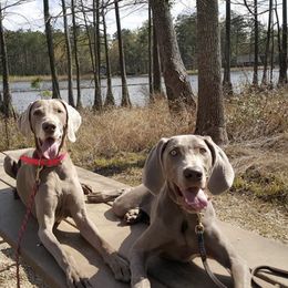 Weimaraner All Grown Up from Firemark Weimaraners