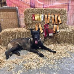 Belgian Malinois All Grown Up from Mally’s Malinois