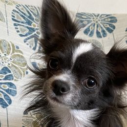 Bubbles - Chihuahua