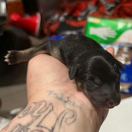Churro - Black white and tan male Xoloitzcuintli puppy in Manitowoc, Wisconsin from Wonderland Kennel