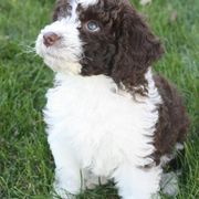 Spanish Water Dog Puppies from O'Reilly Kennels