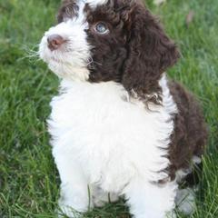 Spanish Water Dog Puppies from O'Reilly Kennels