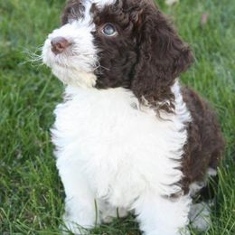 Spanish Water Dog Puppies from O'Reilly Kennels