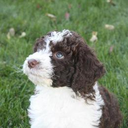 Spanish Water Dog Puppies from O'Reilly Kennels