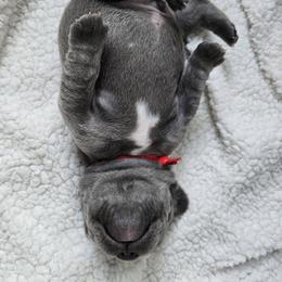 French Bulldog Puppies from Zoomie Time Frenchies