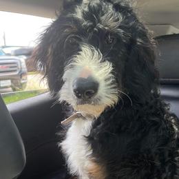 Bernedoodles from South Plains Bernedoodles