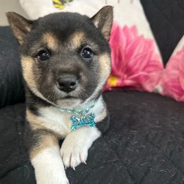 Della - Black and tan female Shiba Inu puppy in Ewing Township, New Jersey from NJ Shiba Baby