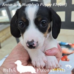 Puppy 7 by birth order. Girl 6 - Piebald female Dachshund puppy in Anamosa, Iowa from Melsh Precious Pets