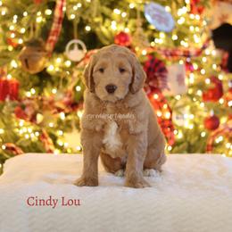Cindy Lou - Caramel female Australian Labradoodle puppy in Hurricane, Utah from Red Desert Doodles