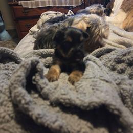 Sweat Pea - Black and tan female Yorkshire Terrier puppy in Toledo, Ohio from Yorkies
