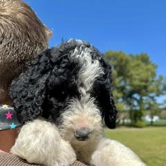 Bernedoodles, Goldendoodles, Labradoodles, and Pyredoodles from Oopsie Doodles of NC