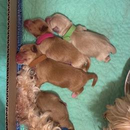 Twister (Green Collar) - Wheaten male Miniature Schnauzer puppy in Hemet, California from Journee Home Mini Schnauzers