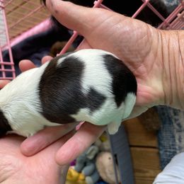 Clifford - Red and white male Shih Tzu puppy in Chattanooga, Tennessee from Denise's Shih Tzus