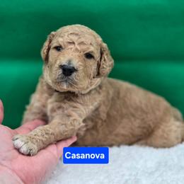 Casanova - Red male Bernedoodle puppy in Summerville, South Carolina from Channys Doodles