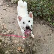"Ume Loves to Hike too" Kishu Ken All Grown Up from Akagawa Roushya