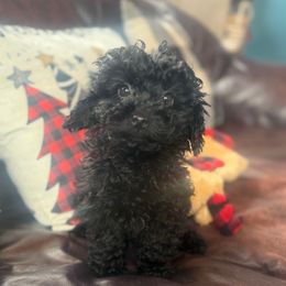 Narnia - Black female Cavapoo puppy in River Falls, Wisconsin from Dottie's Doodles