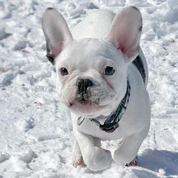 Boston Terriers and French Bulldogs from Bree’s Bostons & Buddies